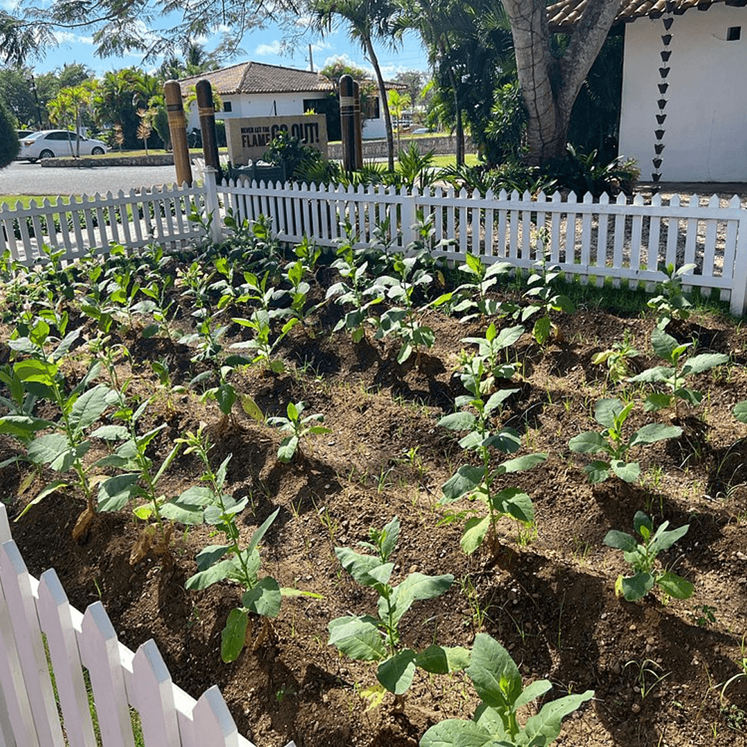 Cigar Country – Cigar Club (La Estancia)